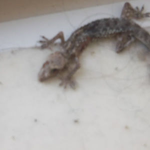 Meet your Posher, Ayyub